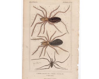SPIDER print c. 1837 • original antique prints • arachnid print - spider lithograph hand colored • arachnophobia print • insect print