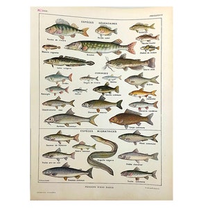c. 1900 FISH lithograph • original antique print • marine life • beach house • ocean animals • freshwater fish print