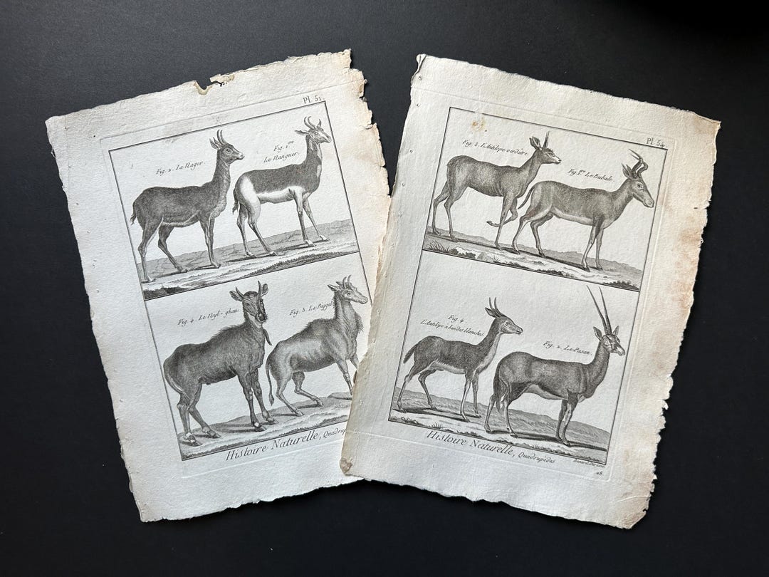 C. 1790 RUMINANT ANIMAL Engravings • Original Antique Prints • Deer ...