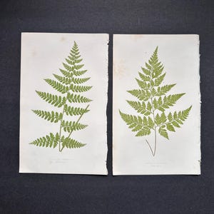c. 1872 FERN lithographs • set of 2 original antique prints • Lowe botanical print • green ferns print • fern frond print • fern prints