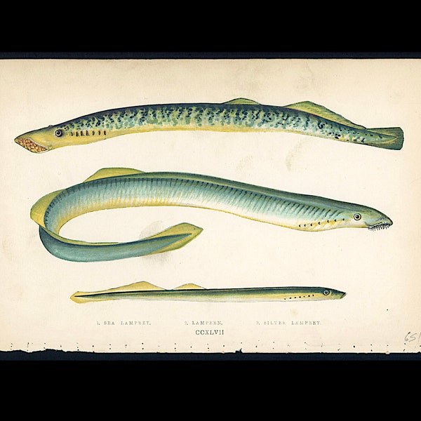 C. 1862 LAMPREYS houtblok • originele antieke print • kaakloze vis print • zeeleven print • paling-achtige aquatische kaakloze gewervelde dieren