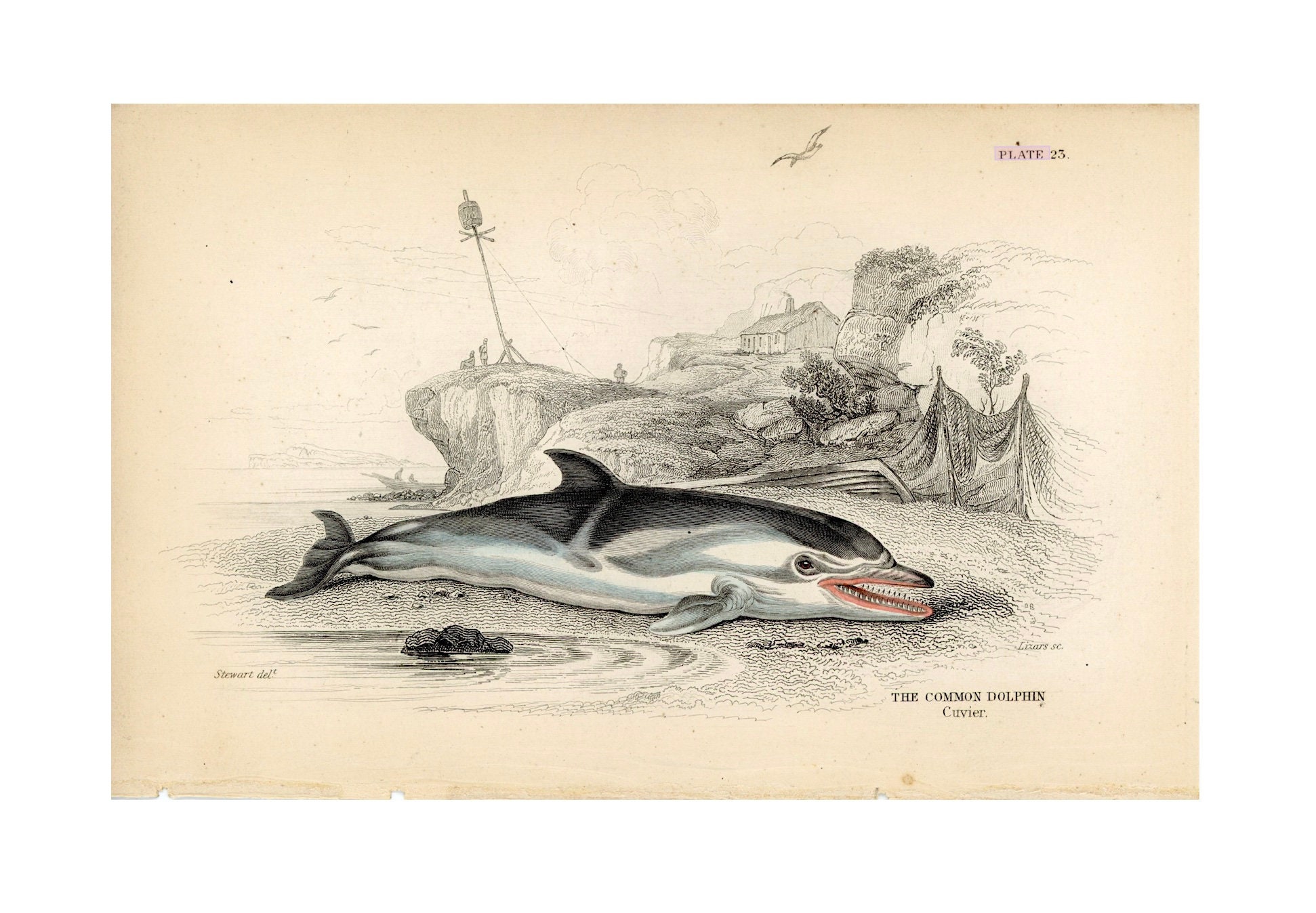 C. 1837 COMMON DOLPHIN Engraving • Original Antique Print • Sea