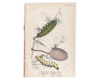 May include: A vintage illustration of a green and red caterpillar, a yellow and black caterpillar, and a brown cocoon on a branch with leaves. The illustration is labeled "Philosamia lunula, larva", "Antherwa mylitta, larva", and "do, cocoon".