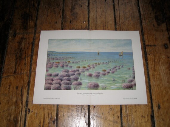c. 1900 GREAT BARRIER REEF lithograph - coral reef lithograph - original antique ocean sea landscape lithograph - Australia print
