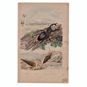 Op de afbeelding: Een antieke illustratie van een hertenkever, een waterkever en een vlieg. De hertenkever is bruin en zwart en zit op een stuk hout. De waterkever is bruin en bevindt zich op een steen. De vlieg is zwart en vliegt.