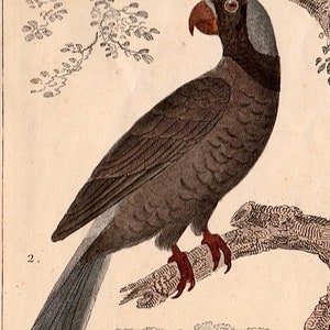 c. 1831 ANTIQUE PARROTS engraving original antique print Buffon bird prints ornithology prints avian hand colored psittacines image 3