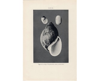 c. 1934 SHELL Lithographie - vintage marine life print - Ozean Print - Sea Life Print - Fotolithographie von Muscheln - strophocheilus ovatus