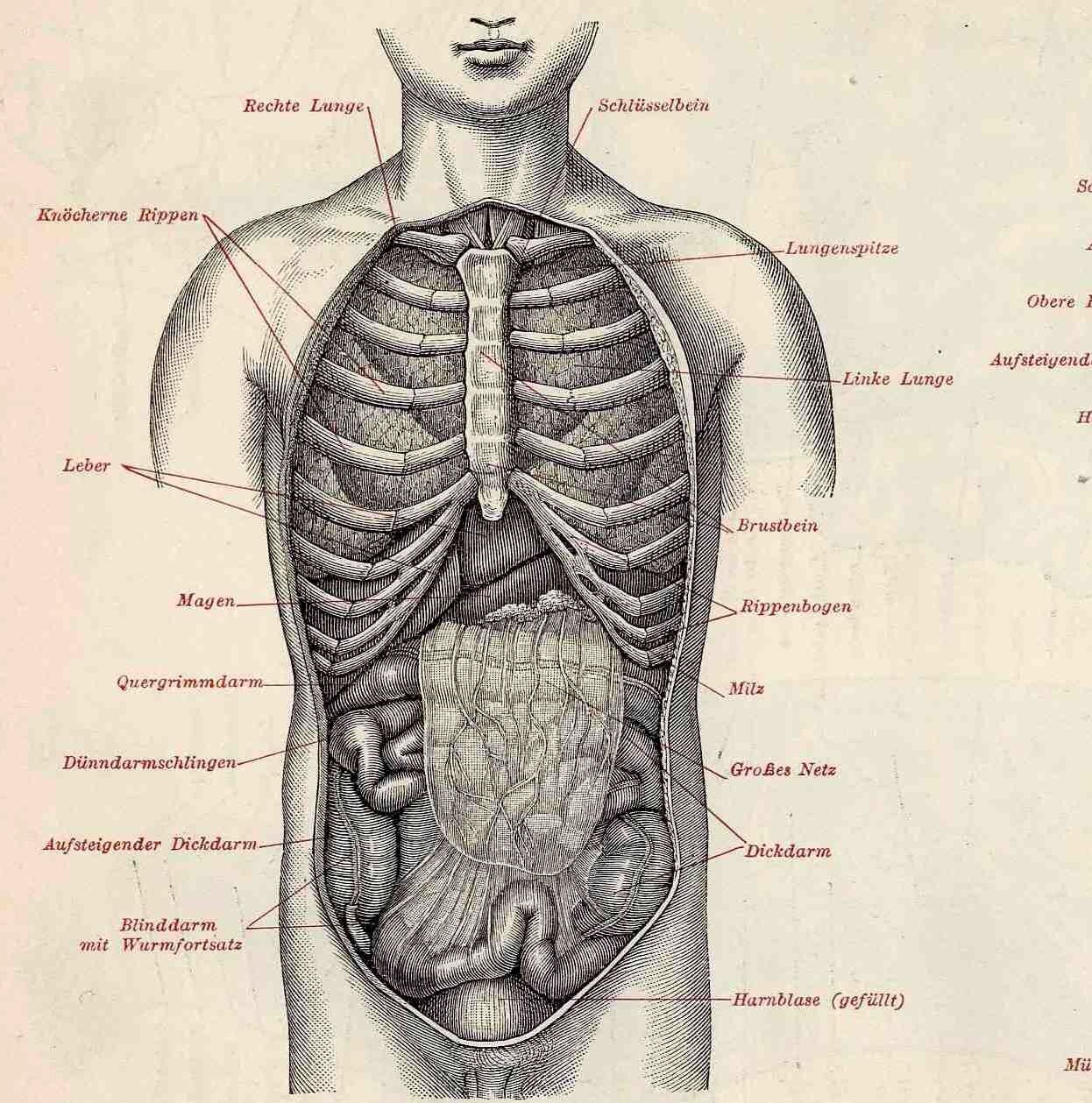 アンティーク解剖図 大判アート作品 9 ヴィンテージ解剖図アンティーク医療イラスト医師への贈り物