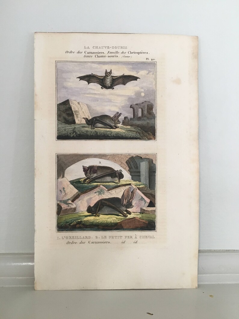 1830 ANTIQUE BAT PRINT c chauve souris pipistrelle vampire original antique hand colored print of flying bats by Buffon Cuvier