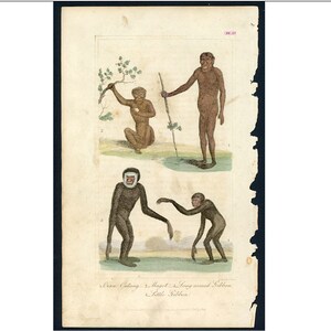 Könnte beinhalten: Eine antike Illustration, die drei Primaten zeigt. Die obere Abbildung zeigt eine Person mit brauner Haut, die mit einem Stock in der Hand steht. Die beiden unteren Abbildungen zeigen zwei Gibbons, einen mit weißem Gesicht und den anderen mit braunem Gesicht. Die Bildunterschrift lautet "Draw Cutting 2. Magot 3. Long armed Gibbon. Little Gibbon."