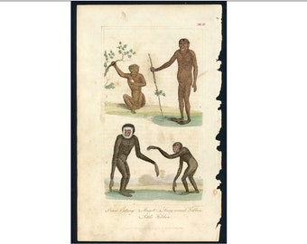 H. 1821 AFFE Kunstdruck • original vintage • handkolorierter Kunstdruck • Primatendruck • Orang-Utan • Magot • Gibbon