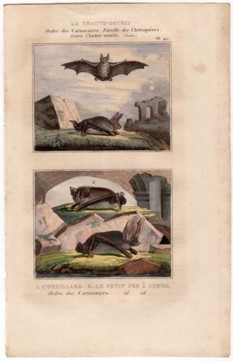 1830 ANTIQUE BAT PRINT c chauve souris pipistrelle vampire original antique hand colored print of flying bats by Buffon Cuvier