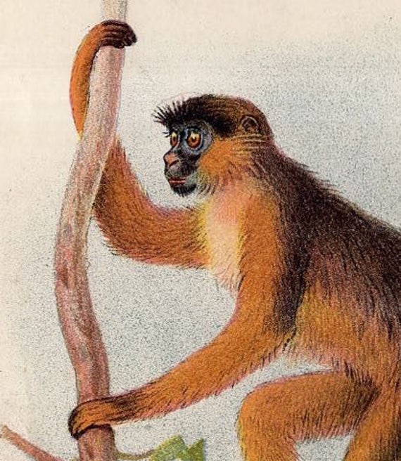 old world monkeys white tailed guereza primate from Lloyd\u2019s Natural History 1897 MONKEY ANTIQUE LITHOGRAPH original antique print c