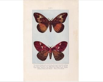 c. 1934 MOTH PRINT - vintage insect print - vintage entomology print - old bug print - vintage lithograph of insects  • butterfly