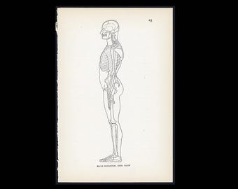 Litografía de esqueleto masculino, c. 1930 • Impresión original de época • Anatomía humana • Ilustraciones médicas • Sistema esquelético • Decoración de Halloween