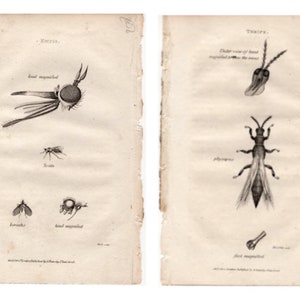 antique print - EMPIS & THRIPS PRINTS c. 1805 - original antique insect print - Shaw and Nodder print - entomology print - bugs print