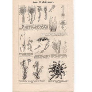 C. 1894 PLANT ANATOMY • MOSSES lithograph • original antique print • botanical print • botany print •