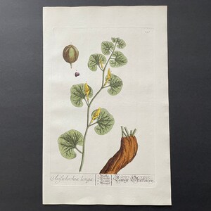 May include: A vintage botanical illustration of a plant with green leaves and yellow flowers. The plant is labelled "Aristolochia longa" and "Lange Otterburen".