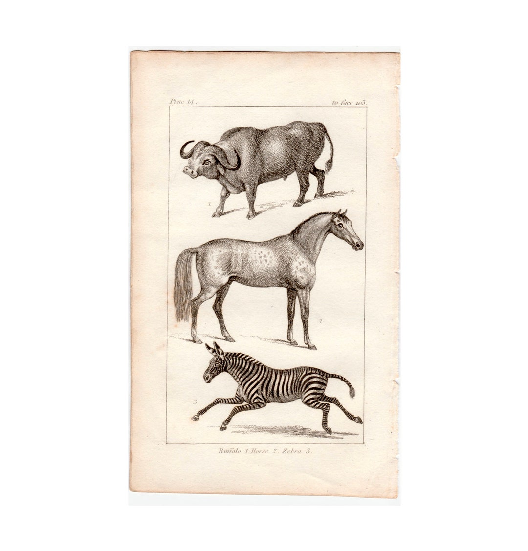 C. 1814 EQUINE ANIMALS Engraving • Original Antique Print • Antique ...