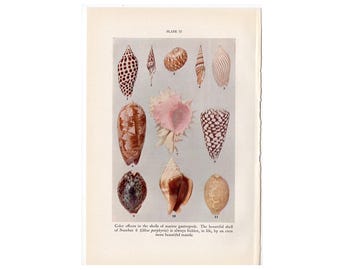 SHELLS lithograph c. 1934 - original vintage print • marine life - ocean print - sea life print - marine gastropods • shell print