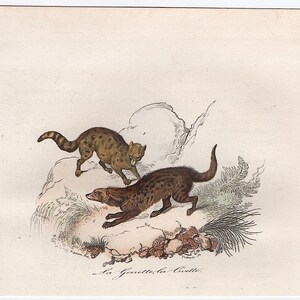 c. 1860 GENET & CIVET engraving • original antique print • hand colored • small antique animal print • Cuvier and Buffon • nocturnal animals