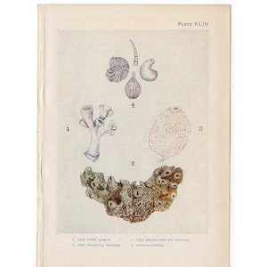 antique print c. 1907 - CORAL & SPONGE PRINT - sea life print - marine animal print - antique shell print - Foraminifera print