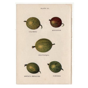 c. 1899 GOOSEBERRIES print • original antique print • berry print • fruit print • berries print • gooseberry print • small botanical print