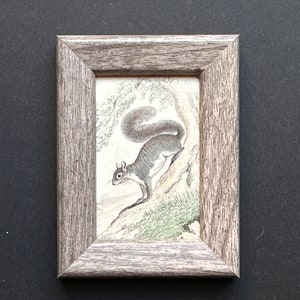 tiny framed c. 1837 SQUIRREL engraving • original antique print • hand colored print • Buffon animal print • rodent print •