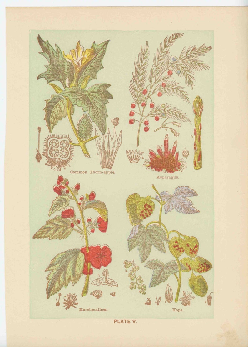 c. 1906 MEDICINAL PLANT lithograph original antique print botanical flowers medicinal herbs thorn apple asparagus marshmallow hops image 4