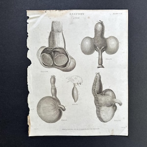 c. 1811 BIRD ANATOMY engraving - original antique print • bird anatomy • bird print • digestive system of birds print • animal anatomy