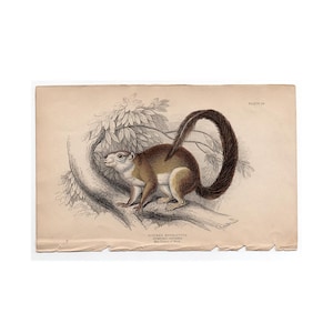 Puede incluir: Grabado antiguo de una ardilla, con una ilustración detallada del animal con pelaje marrón y blanco, una cola larga y curvada y una representación detallada de una rama de árbol y follaje. El grabado tiene una estética vintage.