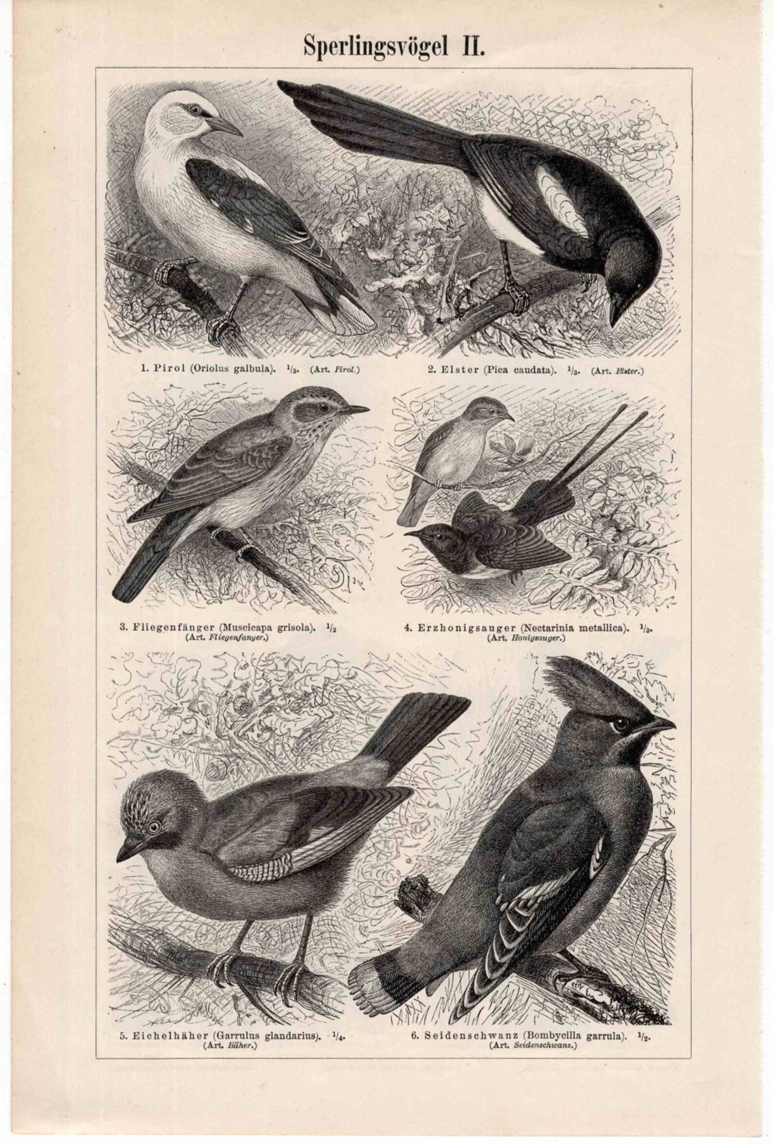 Webervögel. Lithografie von 1890 main image 0