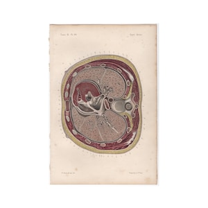 c. 1866 HUMAN ANATOMY lithograph • original antique print • medical illustration • internal organs • lateral slice showing lungs spine etc