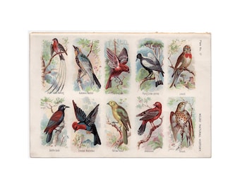 Litografía ANTIGUA DE AVES c. 1895 • Grabado antiguo original - ornitología - observación de aves - grabado de aves a color - aves cantoras - aves exóticas