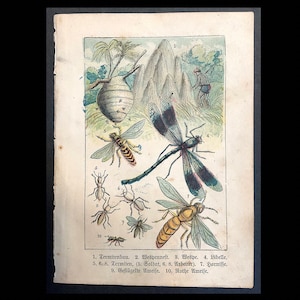 c. 1887 TINY DRAGONFLIES print • original antique print • insect print • entomology print • bug print • dragonfly print • wasp bee & termite