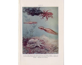 OCTOPUS lithograph c. 1934 - original vintage print • marine life - ocean print - sea life print - squid print • cephalopod mollusc mollusk