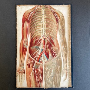 c. 1902 FEMALE ANATOMY lithograph - original antique print • antique medical illustration -human anatomy • layers of the body • on board