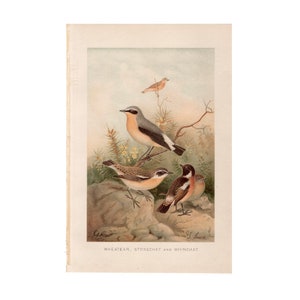 May include: A vintage illustration of three birds: a Wheatear, a Stonechat, and a Whinchat. The Wheatear is perched on a branch, while the Stonechat and Whinchat are on the ground. The birds are depicted in a realistic style with detailed feathers and markings.