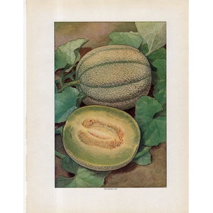 c. 1911 MUSK MELON lithograph •  original antique print • fruit & vegetable print • food print • kitchen art • monkmelon print