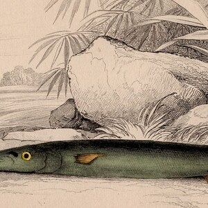 C. 1836 EXOTIC TROPICAL FISH Original Antique Sea Life Ocean Print