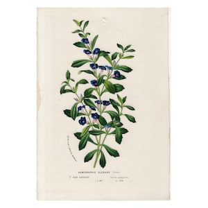 c. 1845 ANTIQUE BOTANICAL PRINT - original antique hand colored lithograph - Hemigraphis Elegans