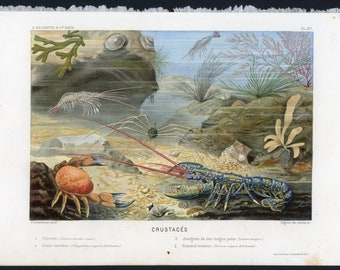 C. 1865 CRUSTACEANS lithograph • original antique print • lobster print • coral reef print • crabs print • underwater landscape print