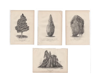 CYPRÈS • SOPHORA • HÊTRES lithographies v. 1877 • lot de 4 gravures anciennes originales • gravures d'arbres •