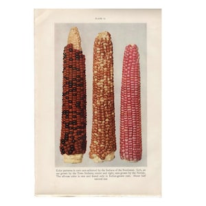 c. 1934  CORN EARS PRINT - vintage botanical print - plant print - old  print - vintage lithograph of flora - color patterns of corn