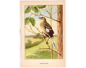c. 1917 MOCKINGBIRD lithograph - original antique print • ornithology • backyard birds • male  • songbirds print • New World passerine