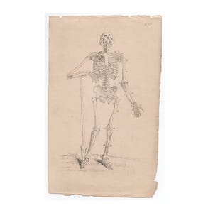 RARA incisione di SCHELETRO XVIII secolo • stampa antica originale • anatomia umana • decorazione di Halloween • ossa teschio • stampa di scheletro 5,25 x 8,75&quot;