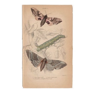 c. 1843 antique MOTH BUTTERFLY ENGRAVING original antique entomology print insects Lepidoptera Caterpillar  - eyed & popular hawk moth