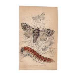 c. 1843 antique MOTH BUTTERFLY ENGRAVING original antique entomology print insects Lepidoptera Caterpillar  - orange strand & goat moth