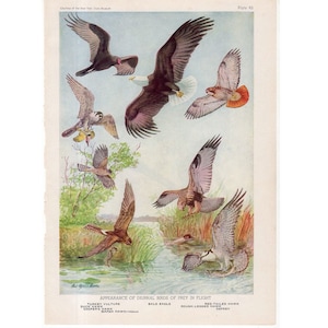 c. 1950 BIRDS OF PREY lithographs - bird lithograph - vintage print -  Audubon Birds of America vintage ornithology print - bald eagle
