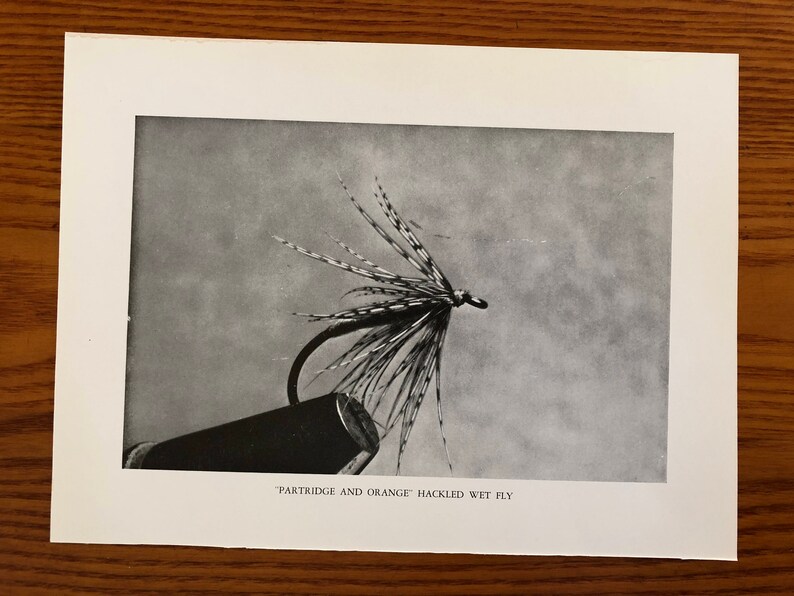May include: A black and white fly fishing lure with a brown and white feather pattern. The lure is tied to a fishing rod and the text "Partridge and Orange Hackled Wet Fly" is printed below the lure.